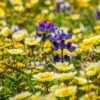 Native Dry Area Wildflower Seed Mix -High Country Gardens Sales dry area native mix wildflowers meadow
