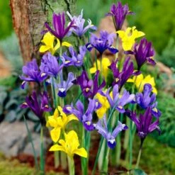 Wildflower Iris Bulb Collection -High Country Gardens Sales dwarf specie iris mix yellow purple blue 1