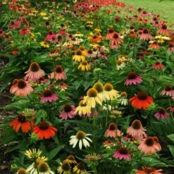 Cheyenne Spirit Echinacea -High Country Gardens Sales echinacea cheyenne spirit 600