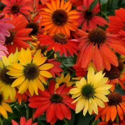 Butterfly & Bee-Friendly Collection For The West -High Country Gardens Sales echinacea cheyenne spirit flowers