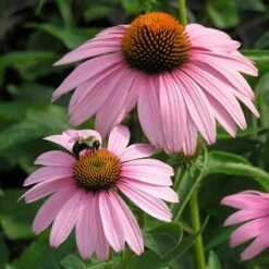Summer Dreams Pre-Planned Garden -High Country Gardens Sales echinacea magnus walters garden cropped 1 1