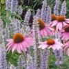 Echinacea Purpurea -High Country Gardens Sales echinacea purpurea flowers