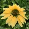 Mellow Yellows Echinacea -High Country Gardens Sales echinacea purpurea mellow yellow