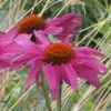 Ruby Star Echinacea 2 Ruby Star Echinacea -High Country Gardens Sales echinacea purpurea rubinstern close up