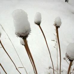 Echinacea Purpurea -High Country Gardens Sales echinacea purpurea snow covered 1