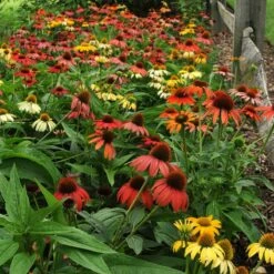Cheyenne Spirit Echinacea -High Country Gardens Sales echinacea cheyenne spirit hbl8jxx