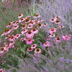 August Afternoons Pre-Planned Garden -High Country Gardens Sales echinacea purpurea magnus perovskia lavandula angustifolia 1