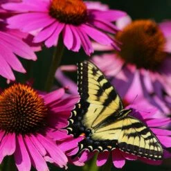 Ruby Star Echinacea -High Country Gardens Sales echinacea purpurea rubinstern ruby star coneflower pollinator