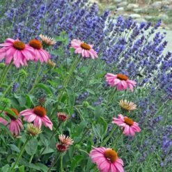 Mitcham Gray English Lavender 6 Mitcham Gray English Lavender -High Country Gardens Sales echinacea purpurea w. lavandula