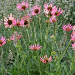 Rocky Top Echinacea -High Country Gardens Sales echinacea tennessensis rocky top web