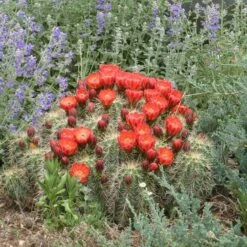 Scarlet Hedgehog Cactus (Echinocereus) 5 Scarlet Hedgehog Cactus (Echinocereus) -High Country Gardens Sales echinocereus coccineus w nepeta x faassenii cropped