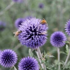 Blue Glow Echinops -High Country Gardens Sales echinops blue glow honeybees sally guthart close up 1