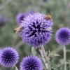 Butterfly & Bee-Friendly Collection For The West -High Country Gardens Sales echinops blue glow sally guthart co 1