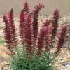Red Feathers (Echium) -High Country Gardens Sales echium amoenum bill adams
