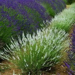 Edelweiss Lavender 7 Edelweiss Lavender -High Country Gardens Sales edelweiss lavender pale lavender spikes 1