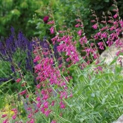 Coconino County Desert Penstemon -High Country Gardens Sales emmis oure penstemon coconino county 3 cropped 1