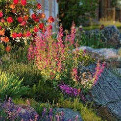 Coconino County Desert Penstemon -High Country Gardens Sales emmis oure penstemon coconino county 6 cropped 1