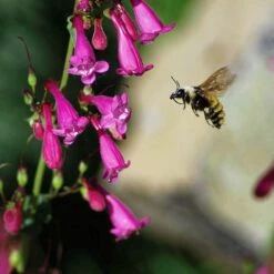 Coconino County Desert Penstemon -High Country Gardens Sales emmis oure penstemon coconino county with bee cropped 1