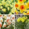 Endless Daffodil Bulb Collection -High Country Gardens Sales endless daffodil fall flower bulb collection
