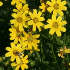 Engelmann's Daisy (Engelmannia) -High Country Gardens Sales engelmannia peristenia w bee pat hayward