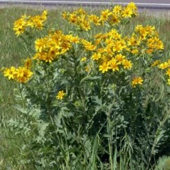 Engelmann's Daisy (Engelmannia) -High Country Gardens Sales engelmannia texas roadway pgh 1