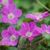 Bishop's Form Heronsbill (Erodium) -High Country Gardens Sales erodium bishops form 1