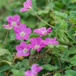 Bishop's Form Heronsbill (Erodium) 6 Bishop's Form Heronsbill (Erodium) -High Country Gardens Sales erodium bishops form 2
