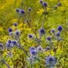 Blue Glitter Sea Holly (Eryngium) -High Country Gardens Sales eryngium blue glitter web