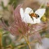 Apache Plume (Fallugia) -High Country Gardens Sales fallugia paradoxa bee seed head cropped