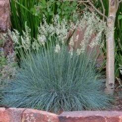 Serene Shade Pre-Planned Garden 15 Serene Shade Pre-Planned Garden -High Country Gardens Sales festuca idahoensis siskiyou blue