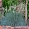 Siskiyou Blue Fescue Grass -High Country Gardens Sales festuca idahoensis siskiyou blue 4