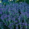 First Choice Caryopteris -High Country Gardens Sales first choice blue mist spirea 30717 1
