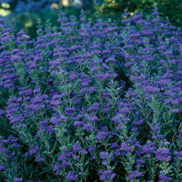 First Choice Caryopteris 3 First Choice Caryopteris