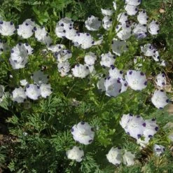 High Country Gardens Sales -High Country Gardens Sales five spot