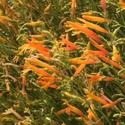 FlowerKisser® Citrus Surprise Penstemon -High Country Gardens Sales flowerkisser citrus surprise penstemon 2