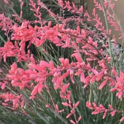 High Country Gardens Sales 13 FlowerKisser® Weeping Pink Texas Yucca (Hesperaloe)