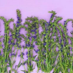 Blue Hyssop (Hyssopus) -High Country Gardens Sales fresh hyssop hyssopus officinalis 1