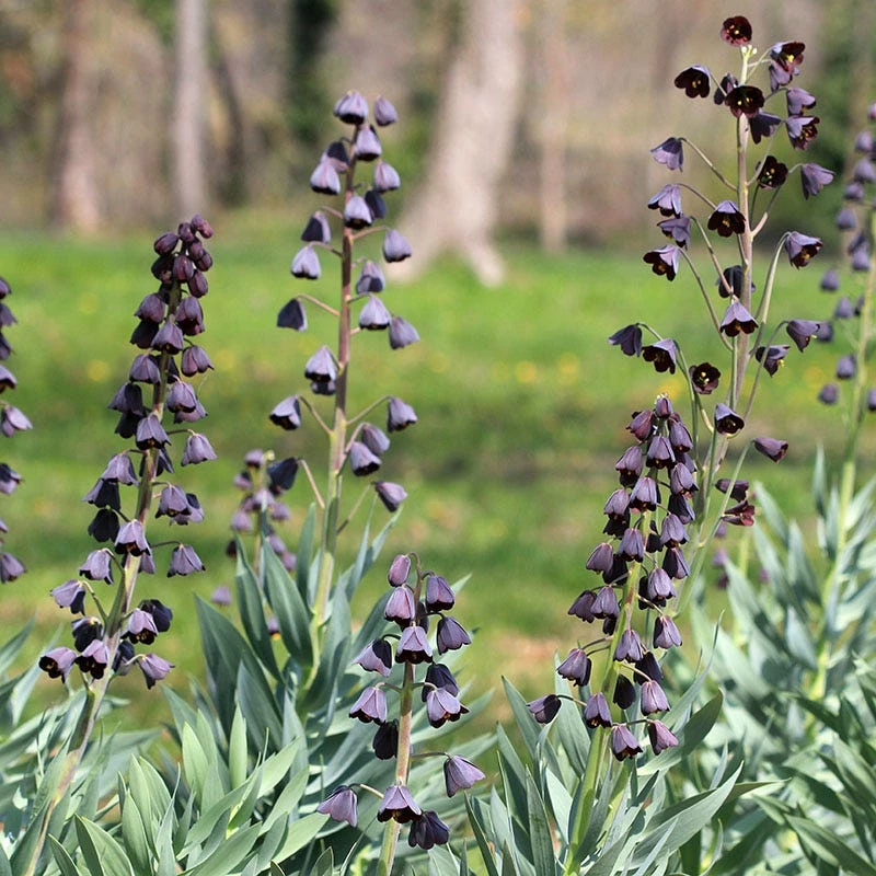 Persian Lily 4 Persian Lily - Image 2