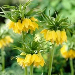 Yellow Crown Imperial -High Country Gardens Sales fritillariayellow1 1