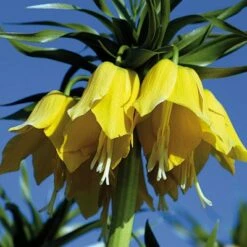 Yellow Crown Imperial -High Country Gardens Sales fritillariayellow 1