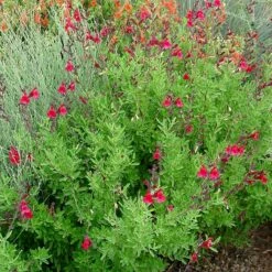 Furman's Red Texas Salvia -High Country Gardens Sales furmans red texas salvia