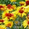 Amber Wheels Gaillardia 2 Amber Wheels Gaillardia -High Country Gardens Sales gaillardia aristida amber wheels 3