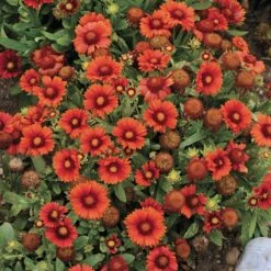 Gaillardia Collection (Blanket Flower) 9 Gaillardia Collection (Blanket Flower) -High Country Gardens Sales gaillardia arizona red shades flowers 1