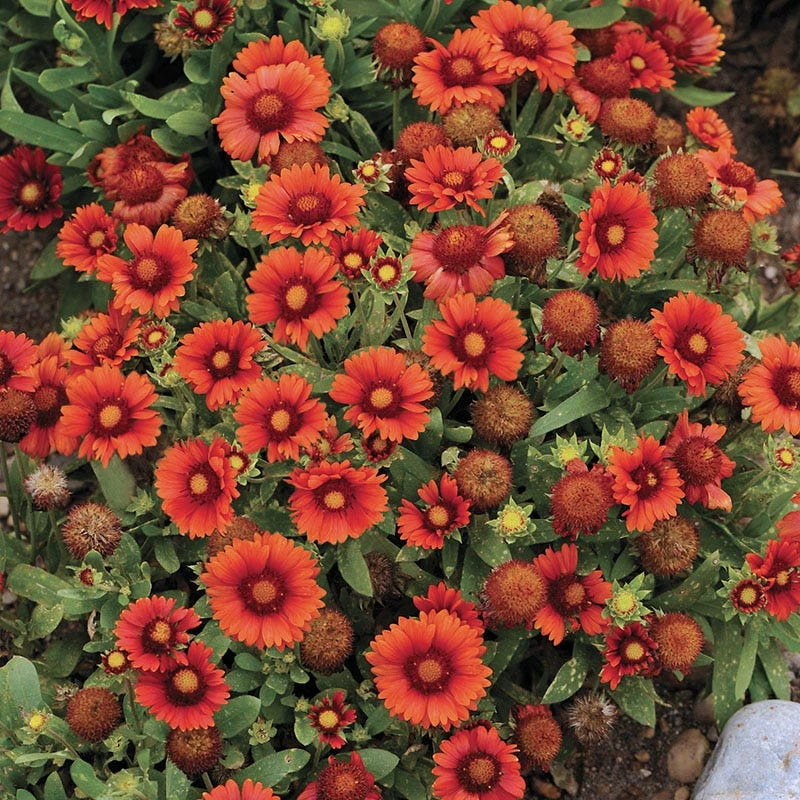 Gaillardia Collection (Blanket Flower) 5 Gaillardia Collection (Blanket Flower) - Image 3