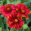 Arizona Red Shades Gaillardia -High Country Gardens Sales gaillardia grandiflora az red shades close up of flwrscc 1