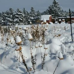 Coronation Gold Yarrow -High Country Gardens Sales garden in snow dianeoneil