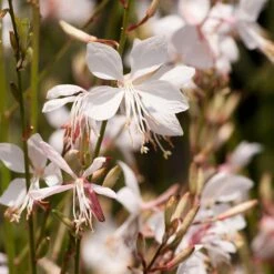 Snow Fountain Gaura 9 Snow Fountain Gaura -High Country Gardens Sales gaura lindheimeri snowfountain bloom