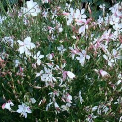 Snow Fountain Gaura 8 Snow Fountain Gaura -High Country Gardens Sales gaura snow fountain plant haven
