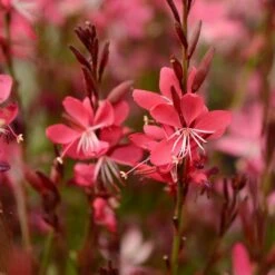 Whiskers Deep Rose Gaura -High Country Gardens Sales gaura whiskers deep rose
