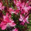 Whiskers Deep Rose Gaura -High Country Gardens Sales gaura whiskers deep rose 2 1